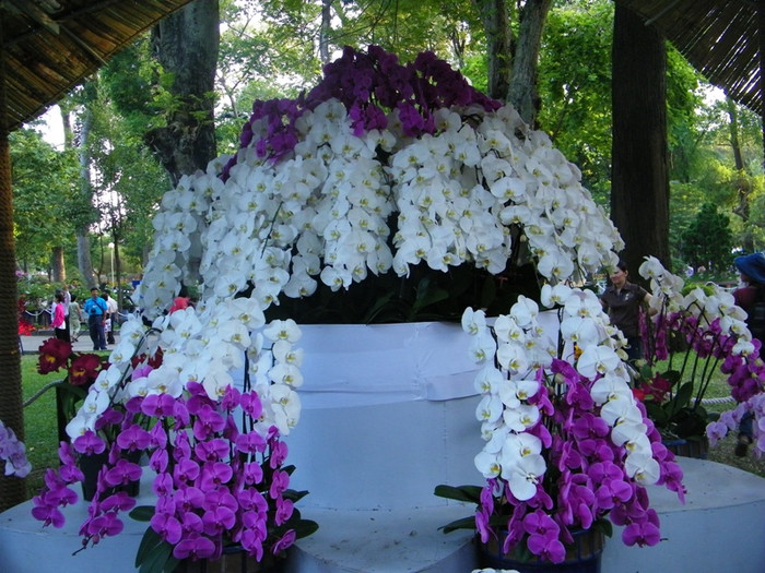 Lung linh sắc màu hoa lan tại Hội hoa xuân Tao Đàn.