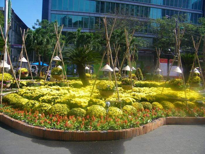 Những đoá hoa cúc rực rỡ sắc vàng dưới ánh nắng xuân… Những đoá hoa cúc rực rỡ sắc vàng dưới ánh nắng xuân…