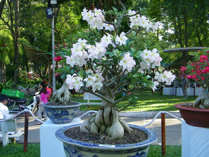 Sự rực rỡ của hoa sứ. Nhiều gốc sứ cổ thụ có hình dáng ngộ nghĩnh.