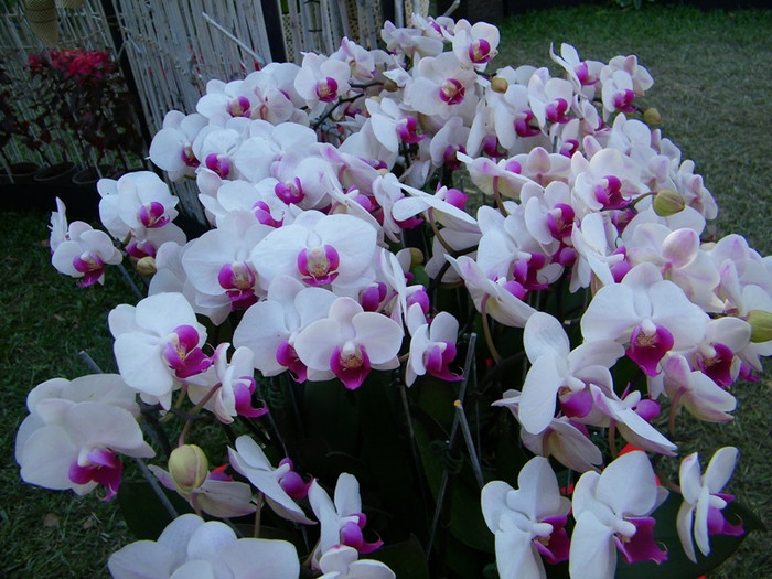 Lung linh sắc màu hoa lan tại Hội hoa xuân Tao Đàn.