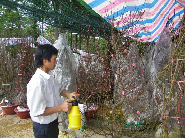 Loay hoay tưới nước cho những chậu đào trong cái nắng gay gắt của Sài Gòn, anh Phạm Chí Thông cho biết: “Tôi mang đào từ Lào Cai vào từ ngày 22 âm lịch. Thời tiết ngoài đấy rét, khác ở đây nóng quá nên phải tưới nước thường xuyên. Hai hôm nay bán chậm so với mọi năm. Hy vọng là hai ngày cuối cùng 28, 29 tết sẽ có nhiều người mua”.