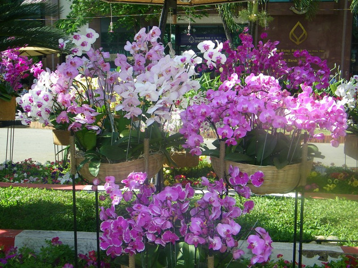 Lộng lẫy con đường hoa lan. Lộng lẫy con đường hoa lan.