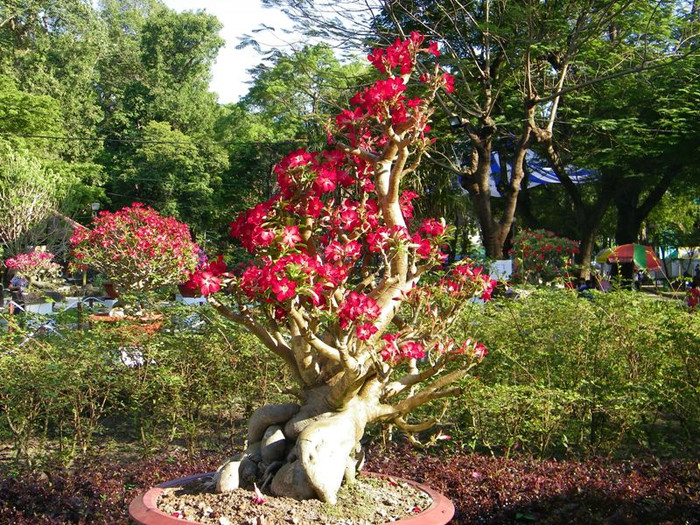 Sự rực rỡ của hoa sứ. Nhiều gốc sứ cổ thụ có hình dáng ngộ nghĩnh.