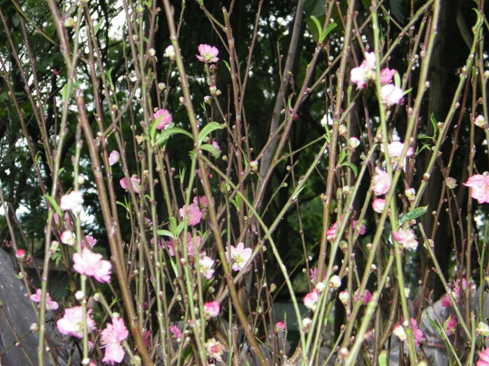 Những búp đào như thế này sẽ kịp nở đúng ngày mồng 1 tết.