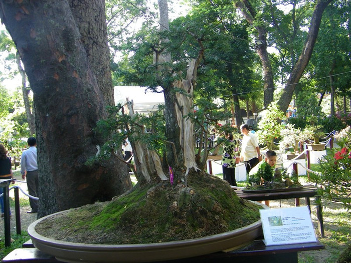 Có nhiều gốc bonsai cổ thụ, được tạo hình rất công phu.