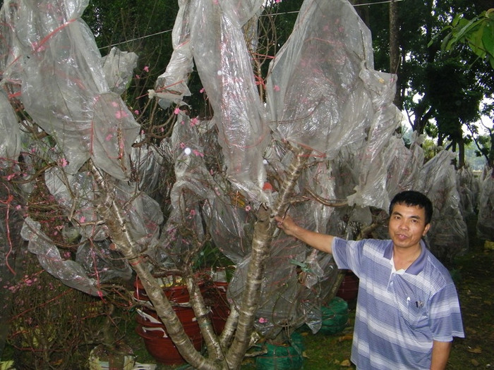 Ông Vũ Văn Trứ bên gốc đào cổ thụ trị giá 20 triệu. Quê Hải Dương, ông đã lấy giống đào Nhật Tân của Hà Nội về trồng. Ông khoe: “Tôi vừa bán được gốc đào to hơn gốc đào này, trị giá 45 triệu”.