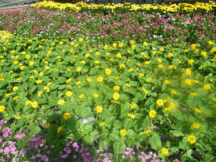 Những đoá hoa cúc rực rỡ sắc vàng dưới ánh nắng xuân… Những đoá hoa cúc rực rỡ sắc vàng dưới ánh nắng xuân…