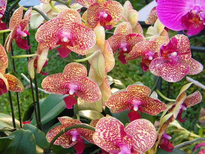 Lung linh sắc màu hoa lan tại Hội hoa xuân Tao Đàn.