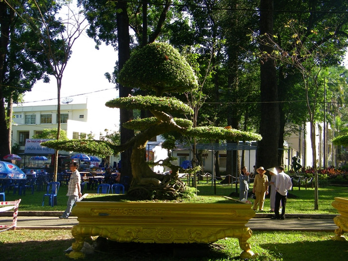 Có nhiều gốc bonsai cổ thụ, được tạo hình rất công phu.