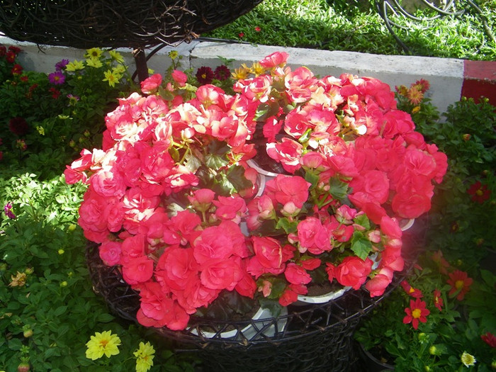 Con đường hoa hồng… Con đường hoa hồng…