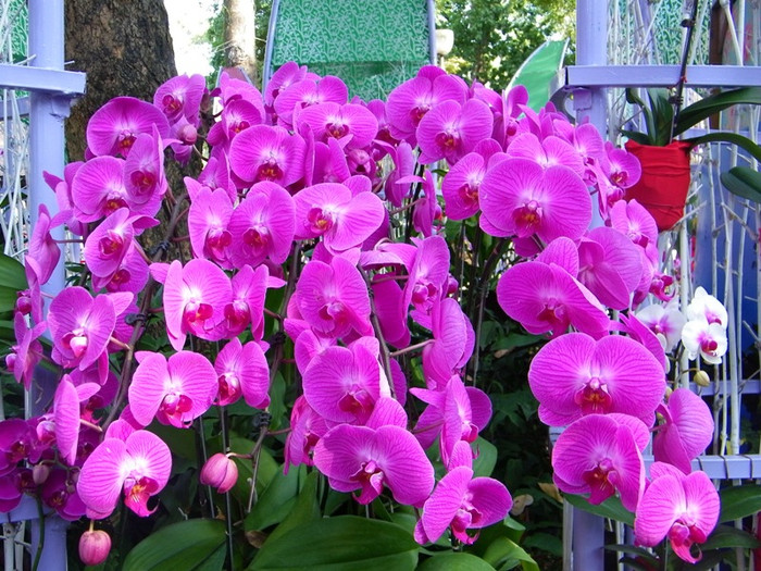 Trong những ngày đầu năm, người dân thành phố, du khách nước ngoài đã chọn nơi đây làm địa điểm du xuân, ngắm hoa, cá, bướm… nhiều chủng loại. Lung linh sắc màu hoa lan tại Hội hoa xuân Tao Đàn.