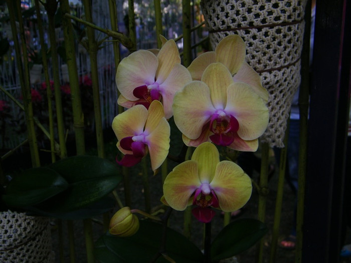 Lung linh sắc màu hoa lan tại Hội hoa xuân Tao Đàn.