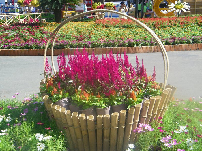 Hoa mồng gà. Hoa mồng gà.