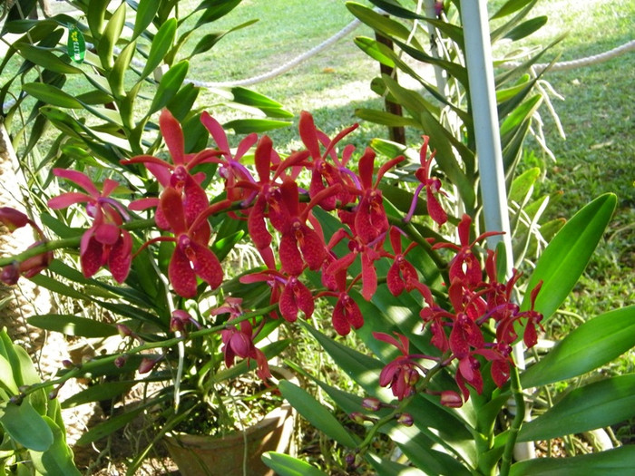 Lung linh sắc màu hoa lan tại Hội hoa xuân Tao Đàn.