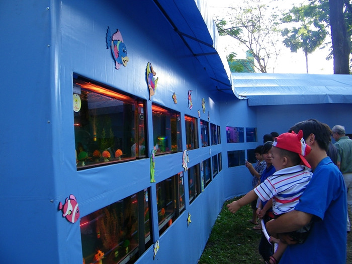 Tại Hội hoa xuân có một khu trưng bày bộ sưu tập cá biển, rất thu hút khách tham quan.