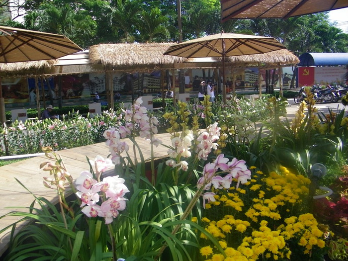 Lộng lẫy con đường hoa lan. Lộng lẫy con đường hoa lan.