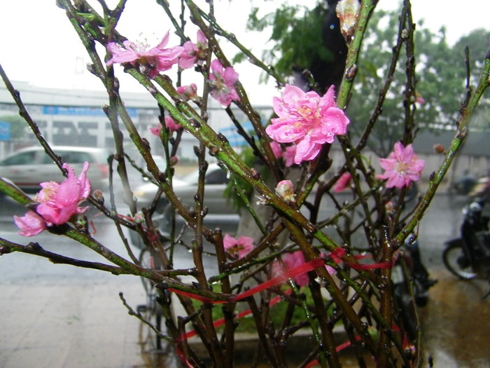 Một thương lái cho biết: “Mang đào vào Sài Gòn bán vào dịp tết hơn 10 năm nay, tôi chưa bao giờ thấy thời tiết thất thường như thế này”