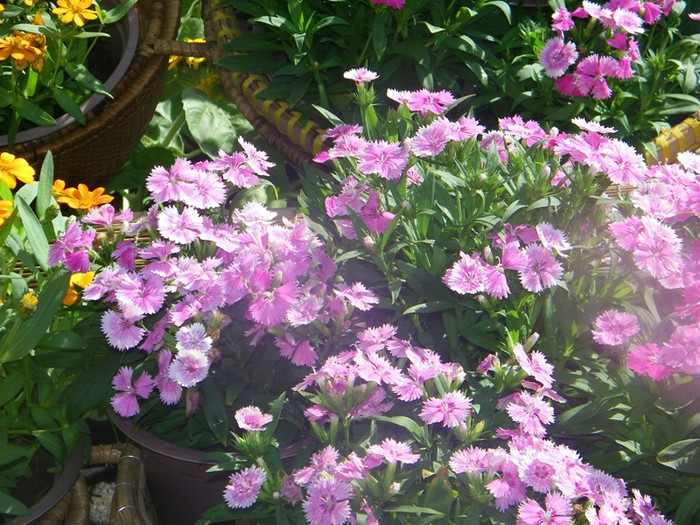 Con đường dài đủ các loại hoa, đủ màu sắc, lộng lẫy khoe sắc. Con đường dài đủ các loại hoa, đủ màu sắc, lộng lẫy khoe sắc.