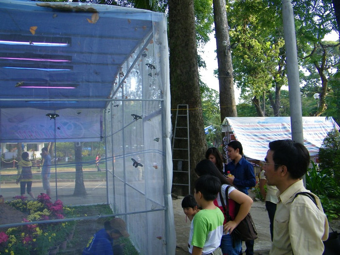 Tại đây có cả khu trưng bày những con bướm.