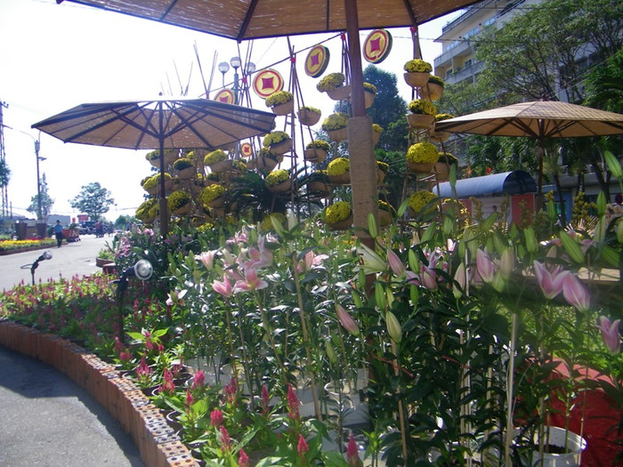 Con đường ngập hoa Lys e ấp. Con đường ngập hoa Lys e ấp.