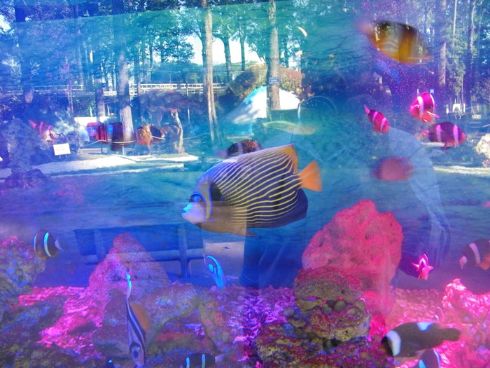 Tại Hội hoa xuân có một khu trưng bày bộ sưu tập cá biển, rất thu hút khách tham quan.