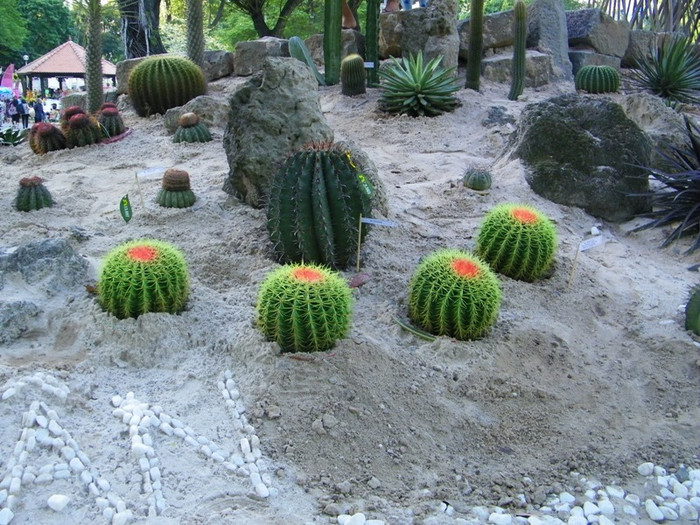 Một khoảnh sa mạc trong công viên tao đàn, với những gốc xương rồng mọc trên cát, đá khô cằn.