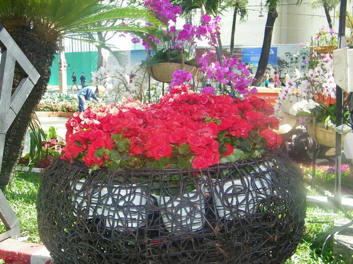 Con đường hoa hồng… Con đường hoa hồng…