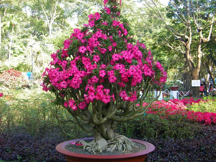 Sự rực rỡ của hoa sứ. Nhiều gốc sứ cổ thụ có hình dáng ngộ nghĩnh.