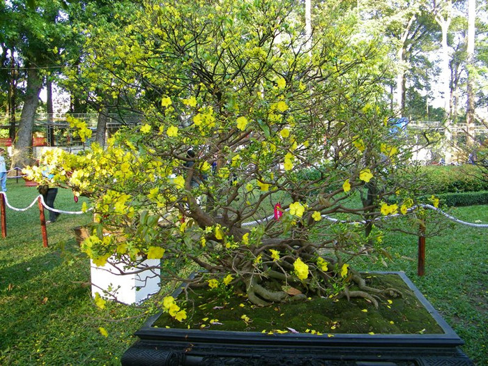 Hoa mai vàng, loài hoa báo hiệu mùa xuân của phương Nam.