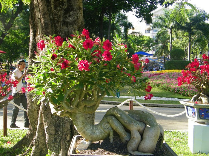 Sự rực rỡ của hoa sứ. Nhiều gốc sứ cổ thụ có hình dáng ngộ nghĩnh.