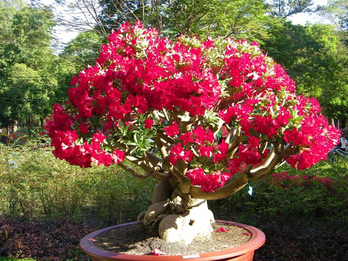 Sự rực rỡ của hoa sứ. Nhiều gốc sứ cổ thụ có hình dáng ngộ nghĩnh.