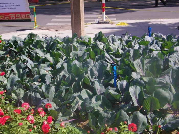 Vườn nhà trù phú với luống rau xanh mướt… Một cuộc sống quê no ấm. Vườn nhà trù phú với luống rau xanh mướt… Một cuộc sống quê no ấm.