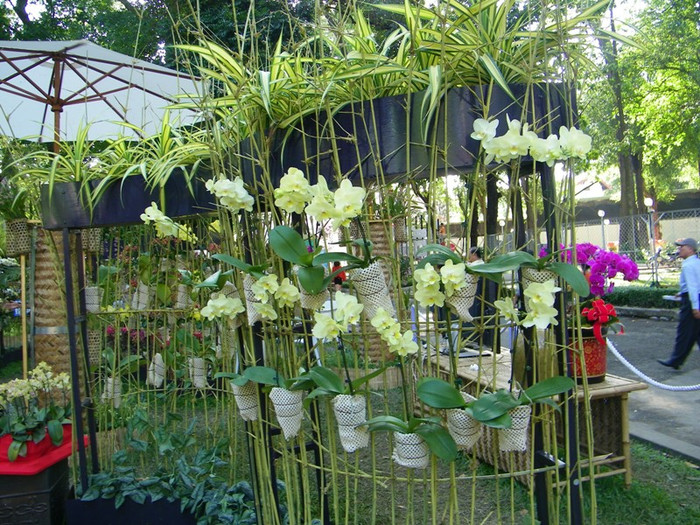 Lung linh sắc màu hoa lan tại Hội hoa xuân Tao Đàn.