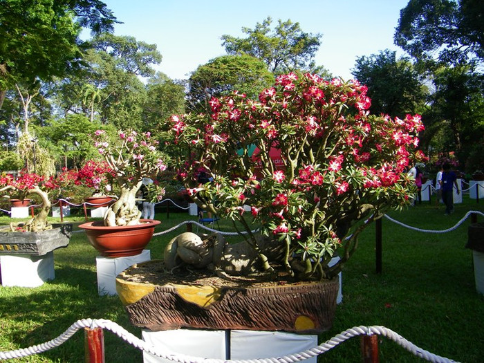 Sự rực rỡ của hoa sứ. Nhiều gốc sứ cổ thụ có hình dáng ngộ nghĩnh.