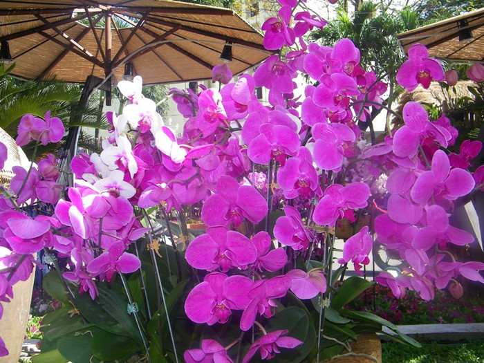 Lộng lẫy con đường hoa lan. Lộng lẫy con đường hoa lan.