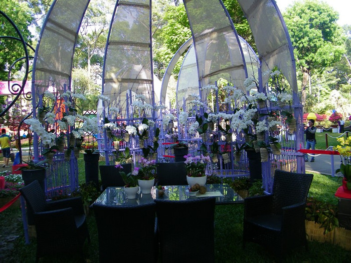 Lung linh sắc màu hoa lan tại Hội hoa xuân Tao Đàn.