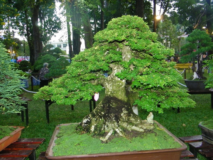 Có nhiều gốc bonsai cổ thụ, được tạo hình rất công phu.