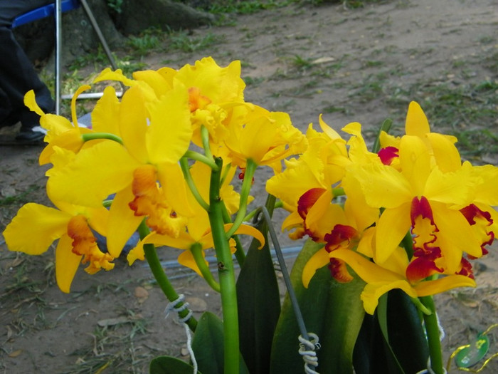 Lung linh sắc màu hoa lan tại Hội hoa xuân Tao Đàn.