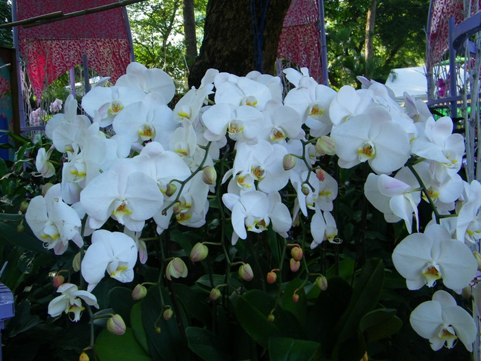 Lung linh sắc màu hoa lan tại Hội hoa xuân Tao Đàn.