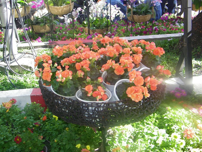 Con đường hoa hồng… Con đường hoa hồng…