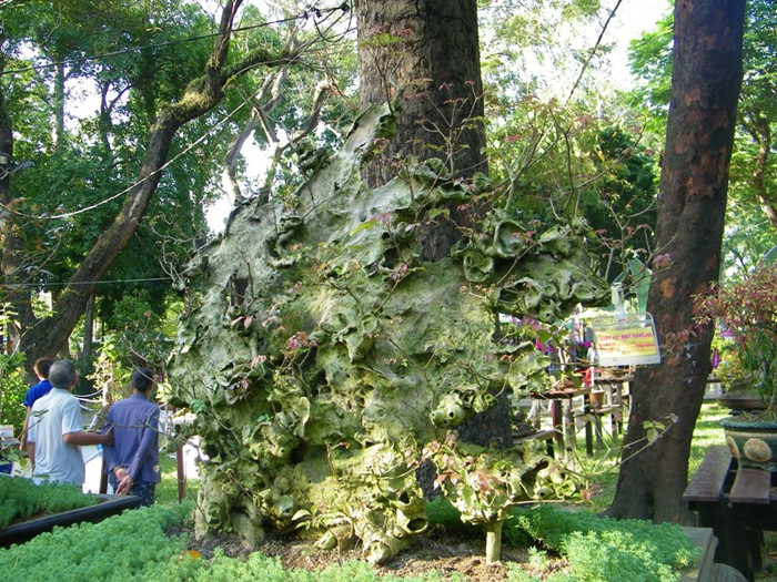 Có nhiều gốc bonsai cổ thụ, được tạo hình rất công phu.