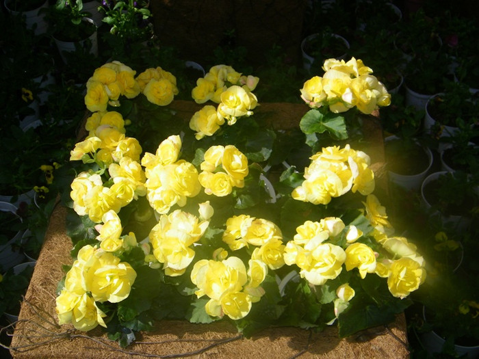 Con đường hoa hồng… Con đường hoa hồng…