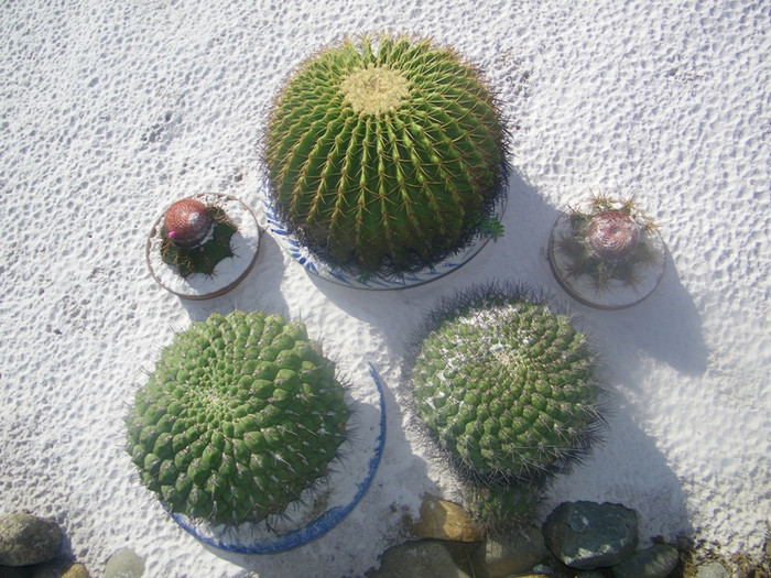 Những chậu xương rồng nằm trên nền cát trắng mịn màng. Những chậu xương rồng nằm trên nền cát trắng mịn màng.