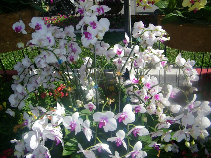 Lộng lẫy con đường hoa lan. Lộng lẫy con đường hoa lan.