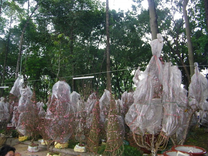 Ông Trứ cũng cho biết thêm: “Làng đào Nhật Tân chỉ cung cấp đủ đào cho dân Hà Nội trong ngày tết, vì vậy đa phần đào mang vào đây có nguồn gốc từ đào rừng ở Lạng Sơn”.