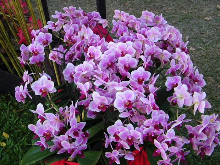 Lung linh sắc màu hoa lan tại Hội hoa xuân Tao Đàn.