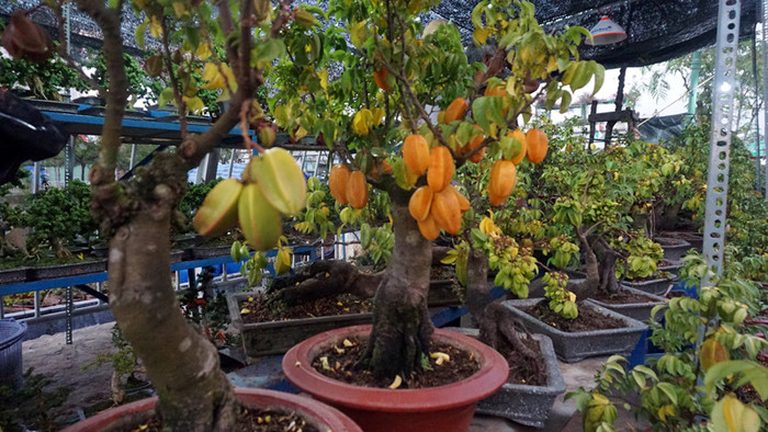 Những cây khế được chăm sóc rất kỳ công.