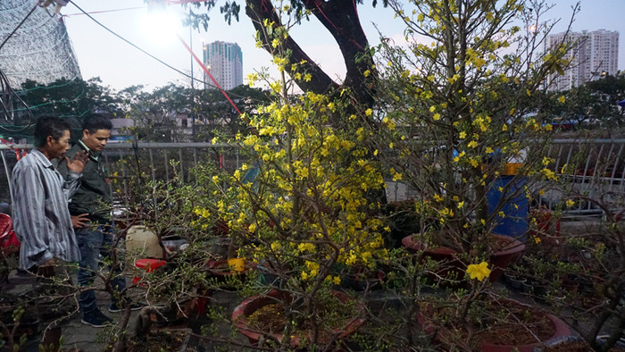 Hoa mai năm nay khan hàng, giá cao ngất ngưởng. Chậu hoa cao 2 mét có giá từ 7 – 15 triệu đồng.