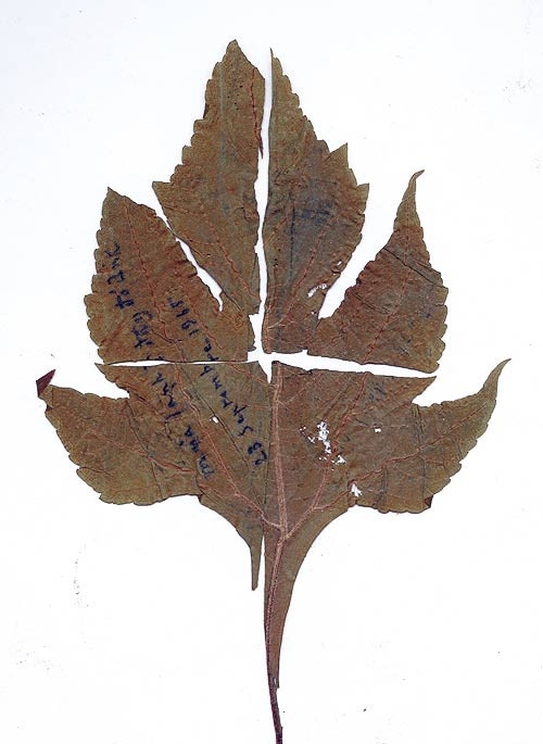 Lá dã quỳ được Trịnh ép khô gửi tặng Dao Ánh, được Dao Ánh giữ gìn cẩn thận