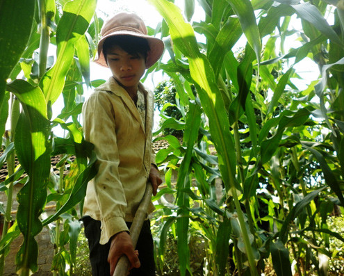 Hết chăn bò, mót củi, Lành lại vào ruộng ngô cắt lá, sao cỏ. Ảnh: Hoàng Phương. Hết chăn bò, mót củi, Lành lại vào ruộng ngô cắt lá, sao cỏ. Ảnh: Hoàng Phương.